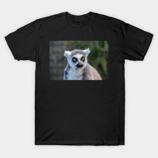 Ring Tailed Lemur T-Shirt